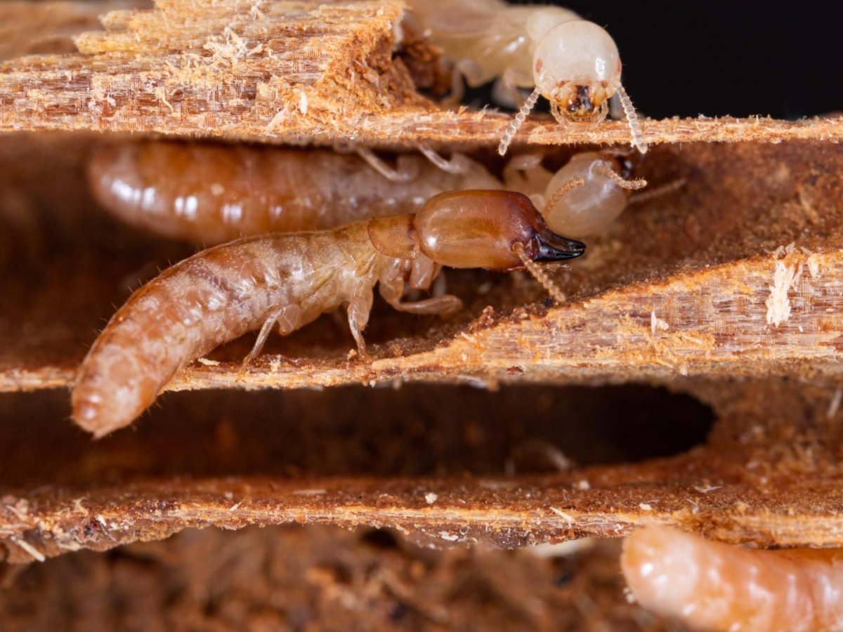 Termites Angers