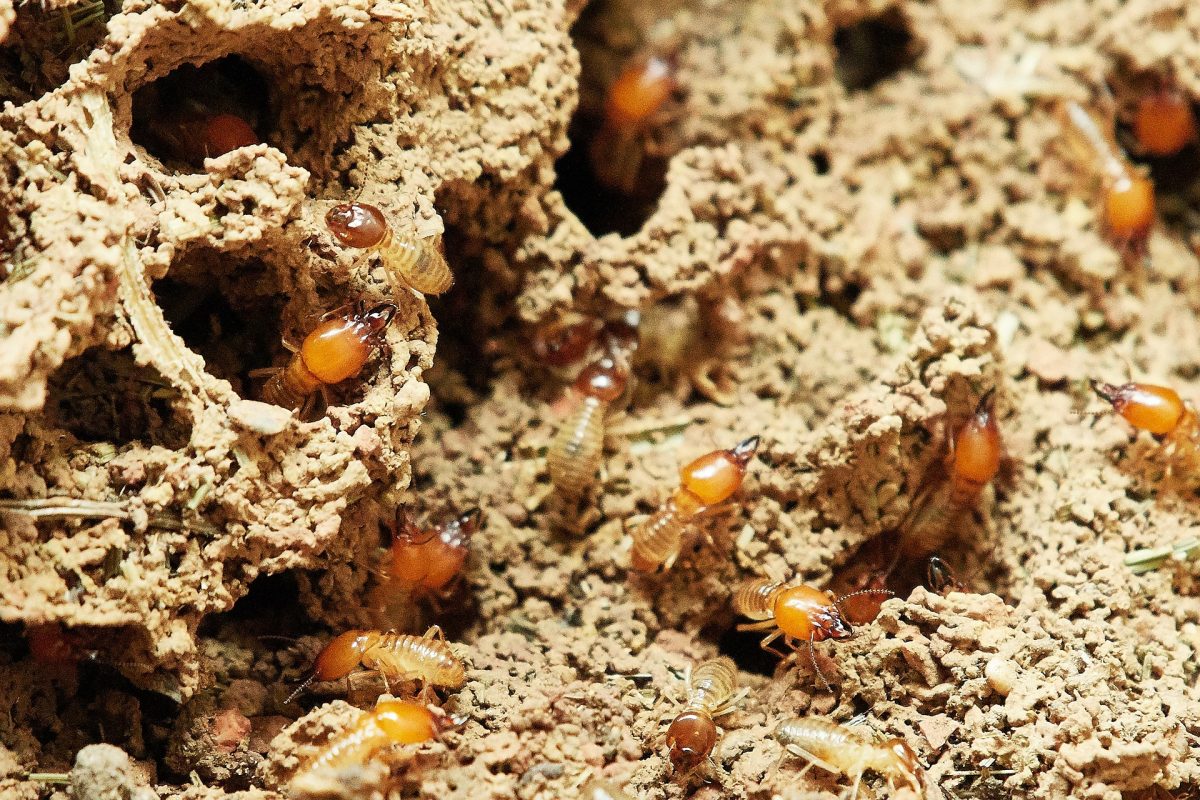 Termites Angers